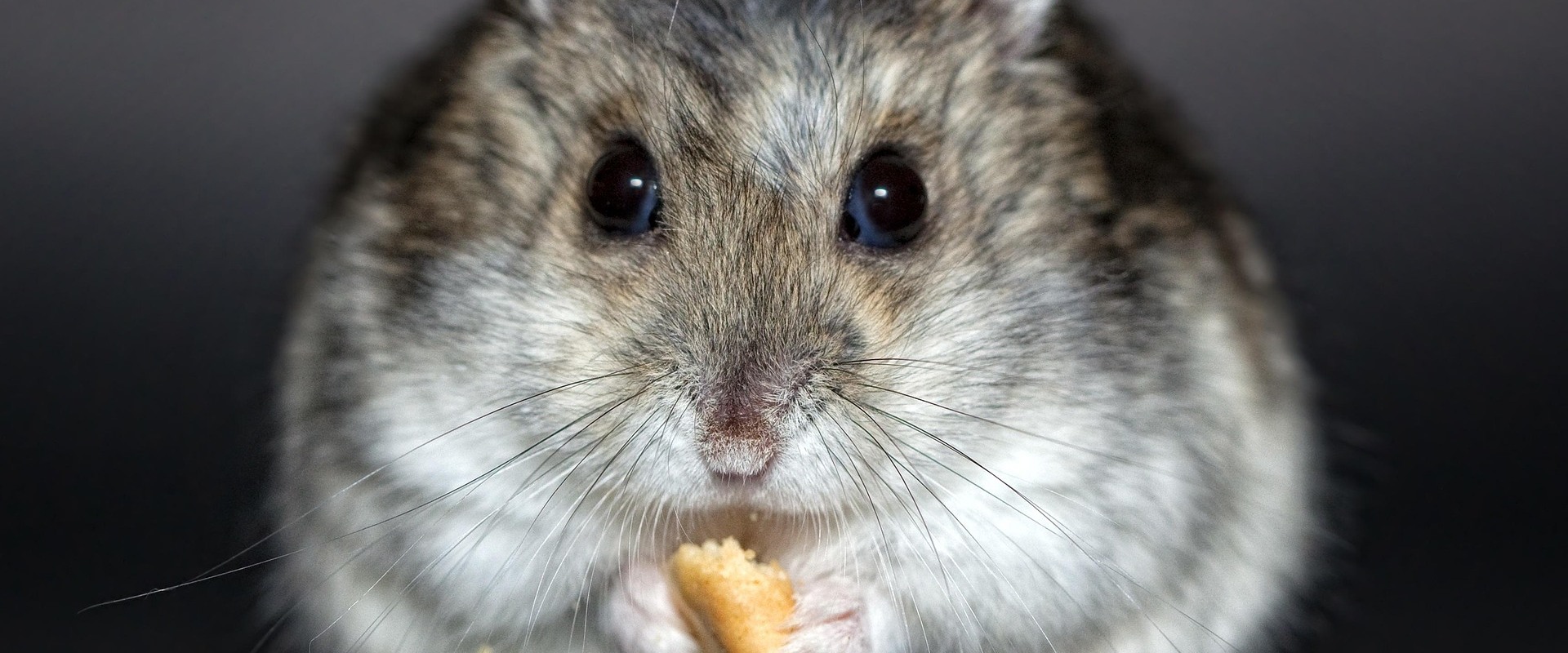 Protect Your Home: Rodent Control & Appliance Repair Tips