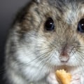 Protect Your Home: Rodent Control & Appliance Repair Tips