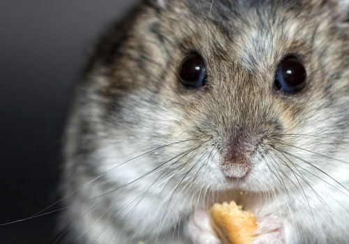 Protect Your Home: Rodent Control & Appliance Repair Tips